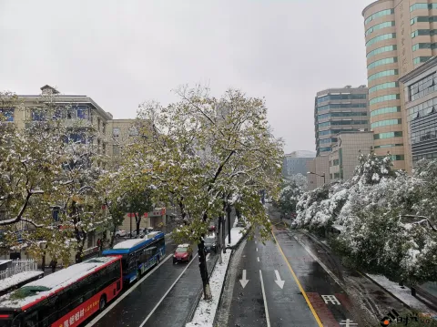 皑皑白雪挂满枝头