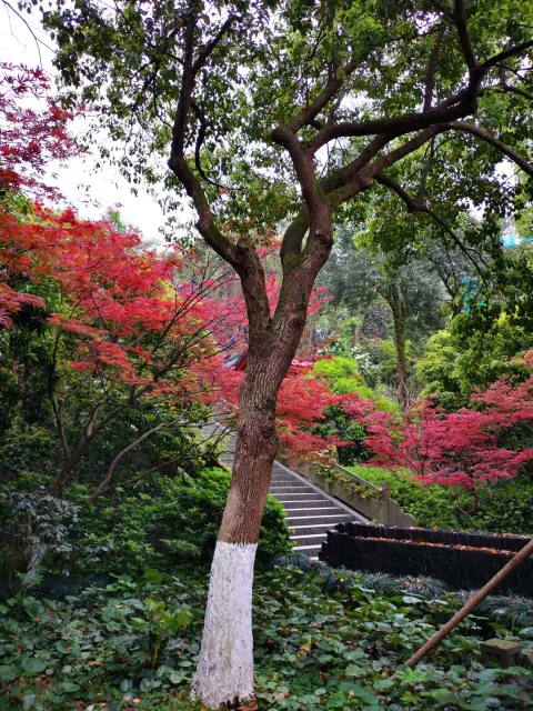 万松书院34
