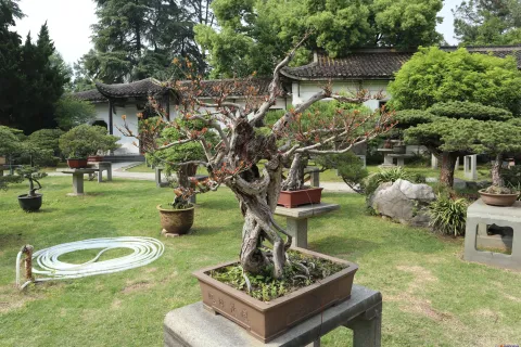 曲院风荷里面的盆景
