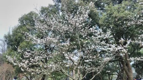 盛开的樱花
