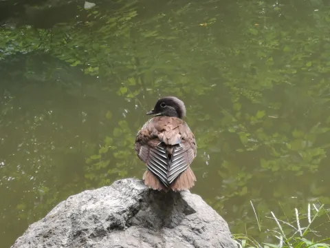 野鸭1