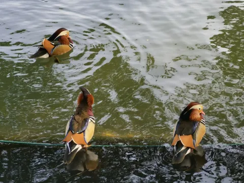 鸳鸯戏水5