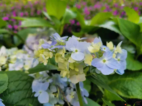 西溪湿地盛开的鲜花