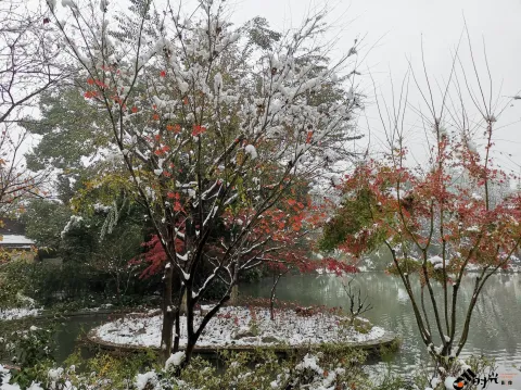 西湖边的雪景