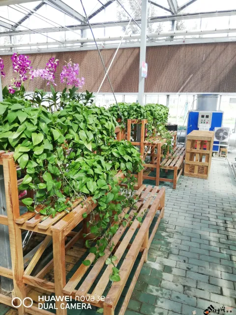 鲜花玻璃房内的花卉