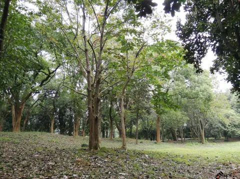 杭州植物园