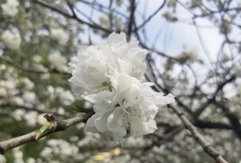 千瓣白桃1