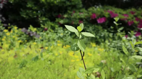 花草