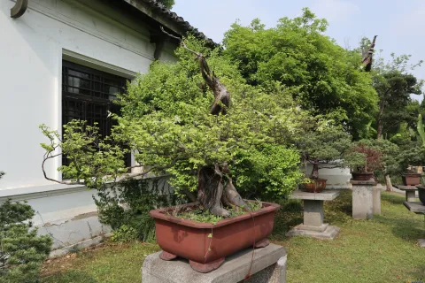 曲院风荷里面的盆景