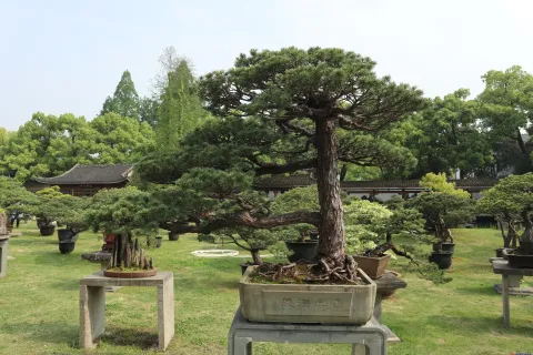 曲院风荷里面的盆景