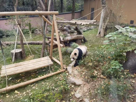 憨态可爱的大熊猫5