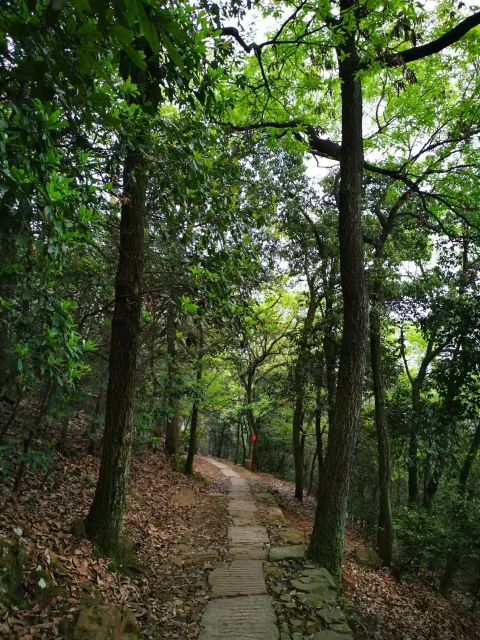 五云山19