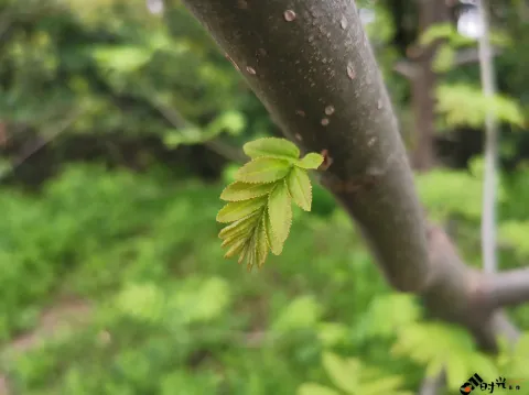 自然的绿色