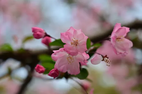 盛开的粉红花朵4