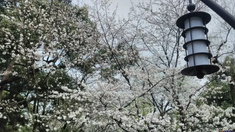 盛开的樱花
