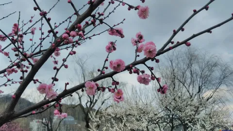 孤山看梅