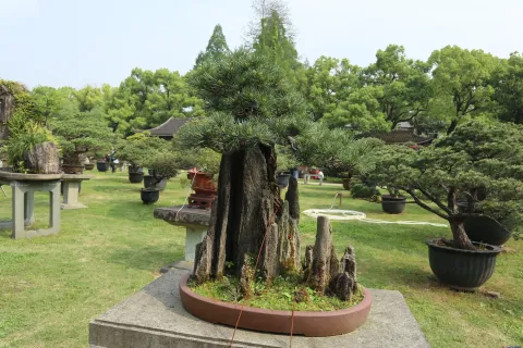 曲院风荷里面的盆景