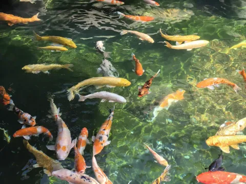 寒山寺锦鲤11