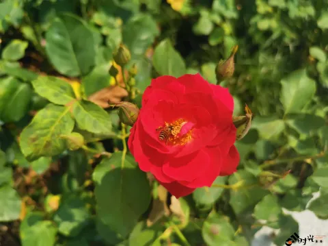 月季花，蜜蜂采蜜