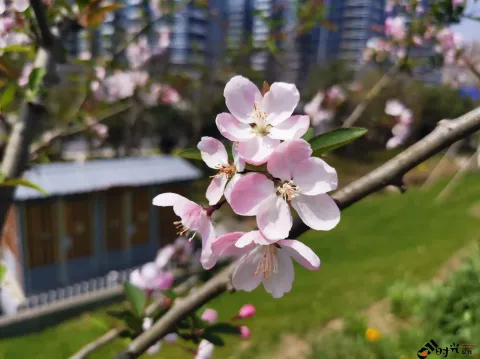 桃花盛开