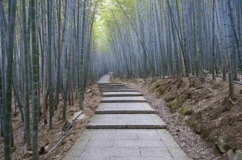 竹林间步行道2