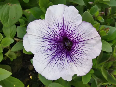 壁冬茄