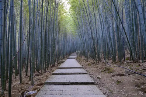 竹林间步行道3