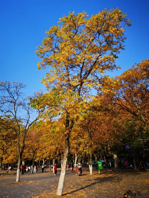 深秋，涌金门外