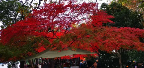 红彤彤的枫叶