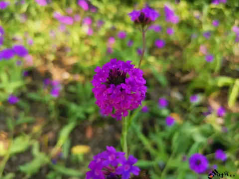 西溪湿地盛开的鲜花