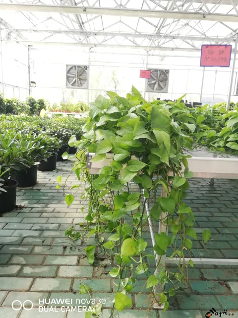 鲜花玻璃房内的花卉