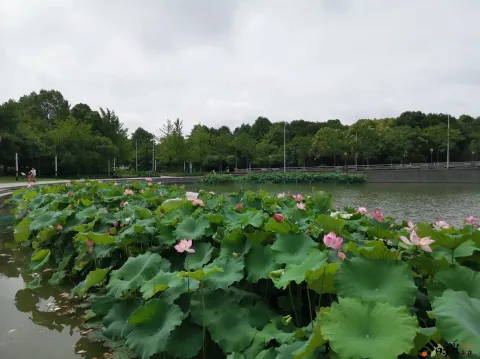 湖中绽放的荷花