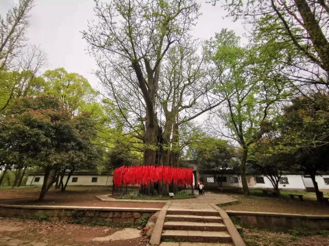 五云山36