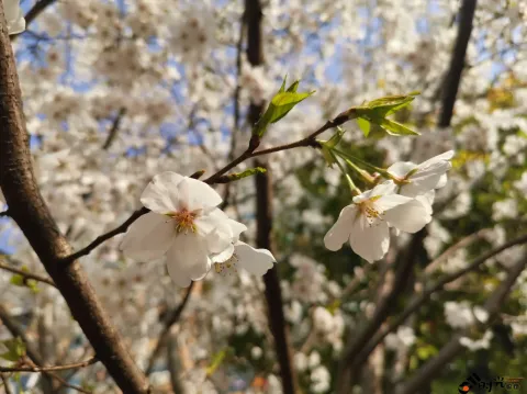盛开的樱花