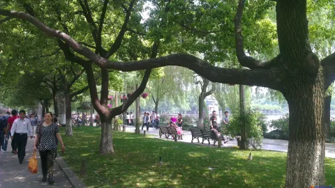 游西湖看风景