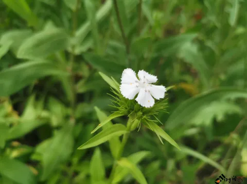 高架一侧绿化隔离带内各种盛开的鲜花