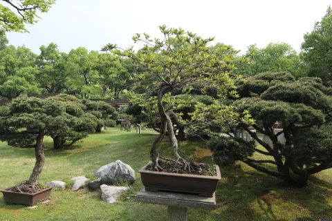 曲院风荷里面的盆景