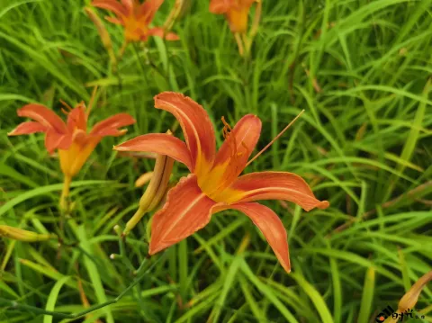 萱草
