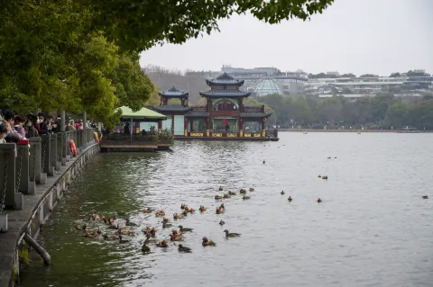 西湖里嬉戏玩水的鸳鸯1