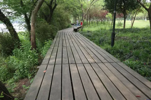 绿树丛中的走道