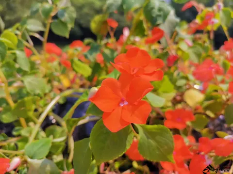 西溪湿地盛开的鲜花