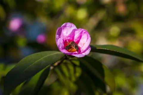 花中采蜜的蜜蜂1