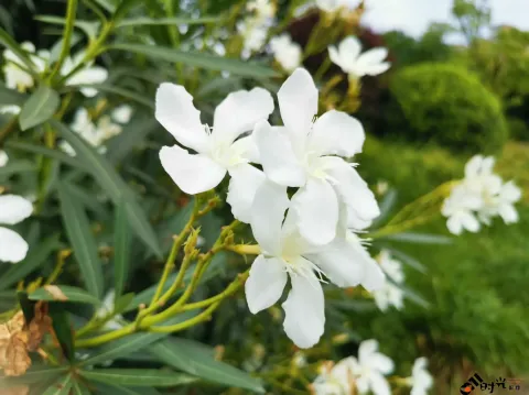 路边的野花不要采