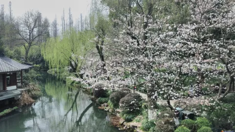 盛开的樱花