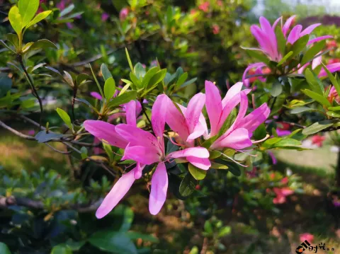 西溪湿地盛开的鲜花