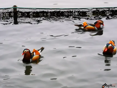 西湖水面上畅游的鸳鸯