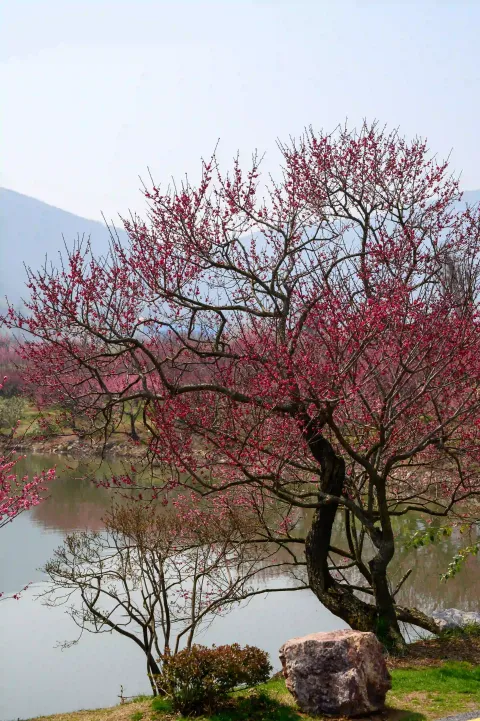 龙之梦东方盆景园7