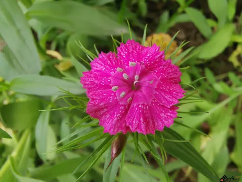 高架一侧绿化隔离带内各种盛开的鲜花