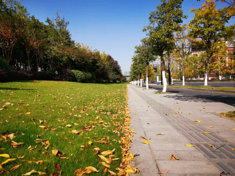 道路两侧的秋叶