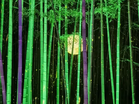 黄龙洞夜游2